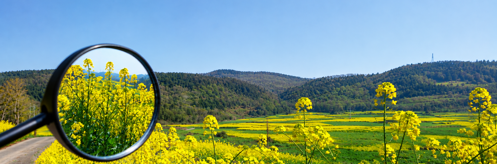 Rapsfeld vor Hügellandschaft